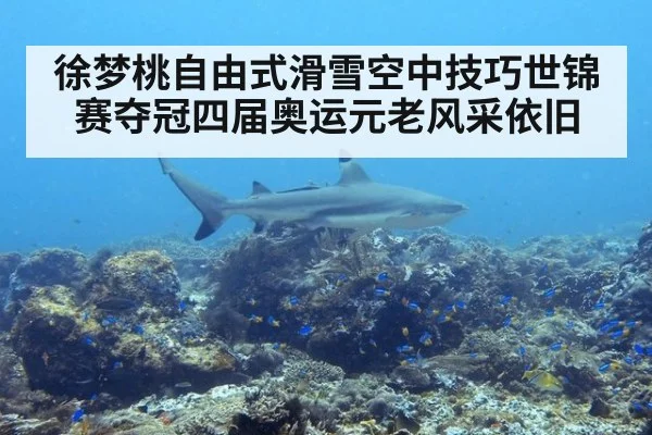 徐梦桃自由式滑雪空中技巧世锦赛夺冠四届奥运元老风采依旧